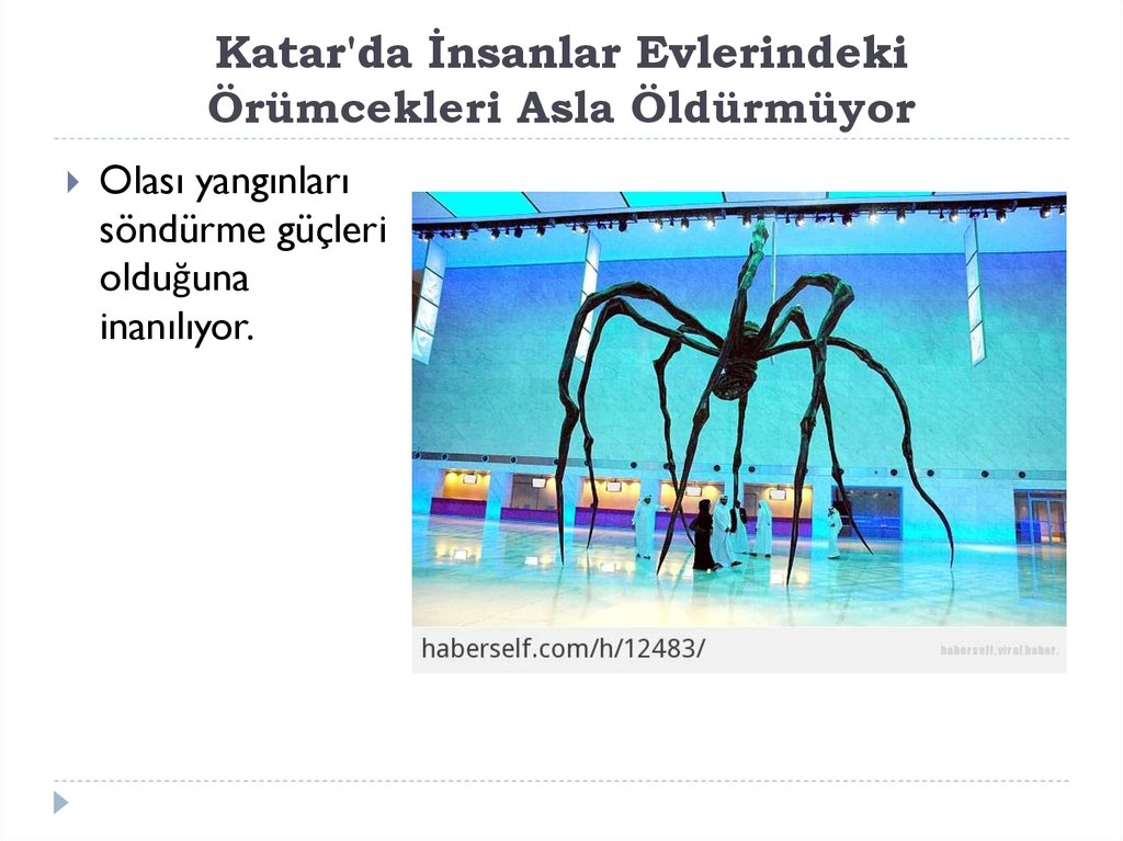 Katar'da İnsanlar Evlerindeki Örümcekleri Asla Öldürmüyor