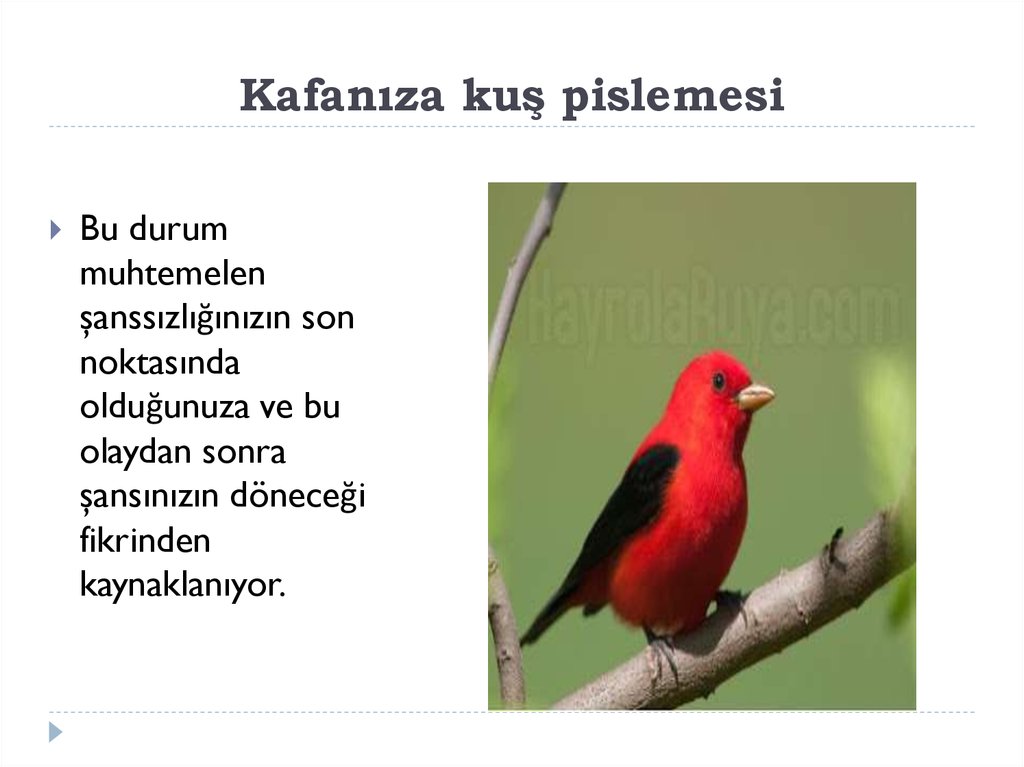Kafanıza kuş pislemesi