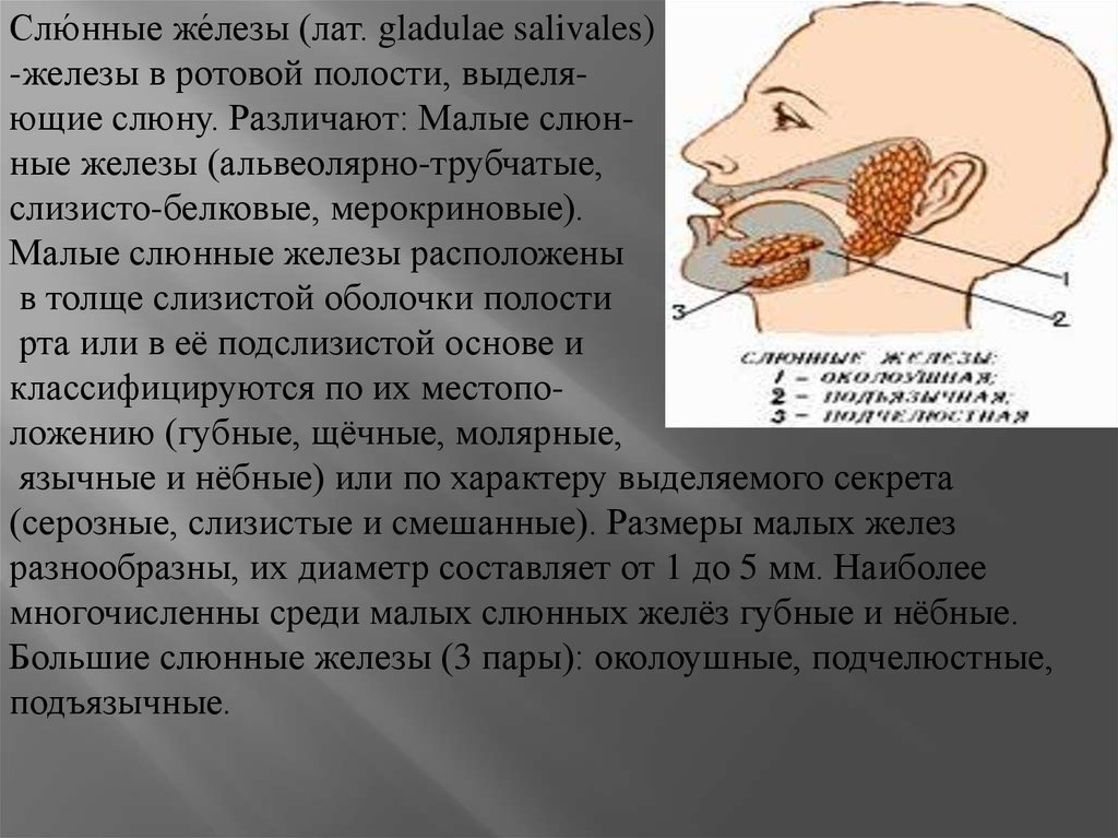 Под железы железа. Околоушная слюнная железа секрет. Трубчатые слюнные железы. Губные мелкие слюнные железы. Слюнные железы ротовой полости.