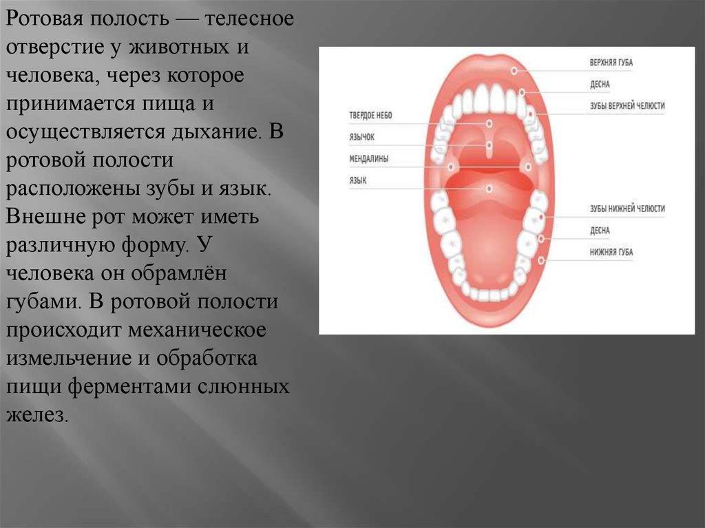 Описание полости рта. Строение преддверия ротовой полости. Строение ротовой полости ЕГЭ. Зубы в ротовой полости человека. Преддверие ротовой полости у животных.