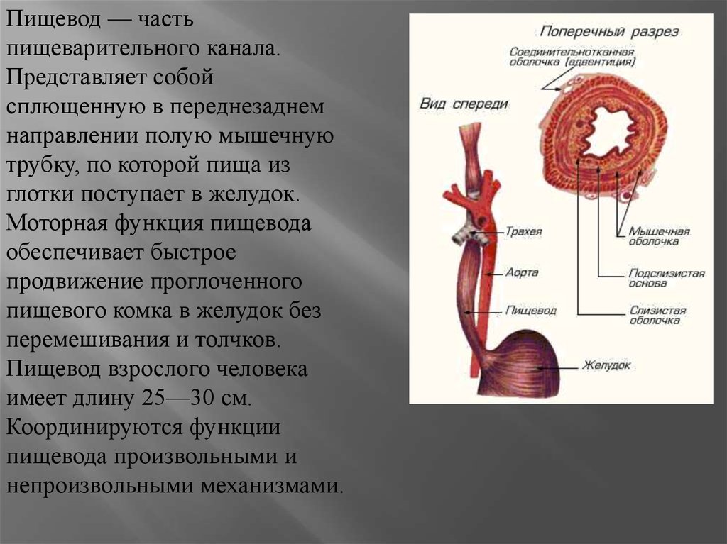 Пищевод таблица. Функции пищевода анатомия. Всасывательная функция пищевода. Пищеварительная система пищевод желудок. Пищеварительная система анатомия пищевод.