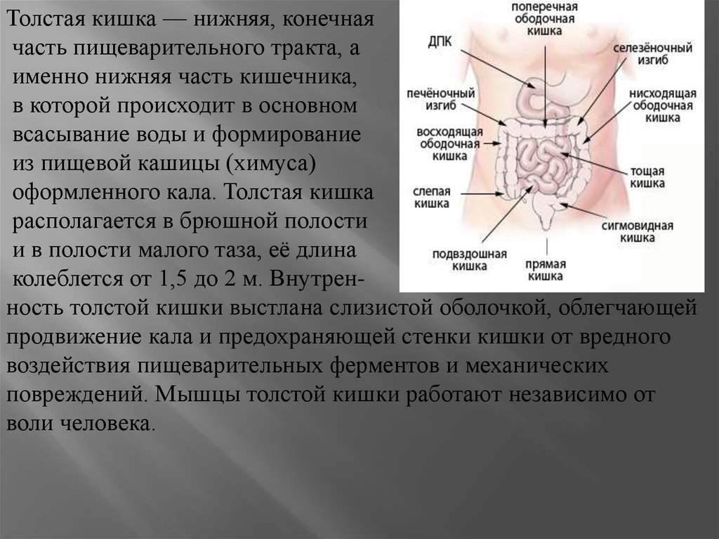 Подвздошная кишка анатомия человека фото с описанием