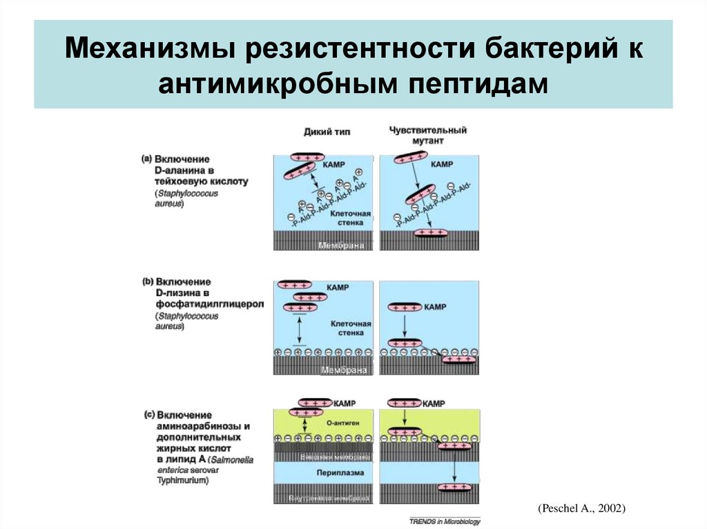 Основные механизмы резистентности. Механизмы резистентности микроорганизмов. Механизмы инактивации бактерий таблица. Механизмы формирования резистентности к антибиотикам. Механизм формирования устойчивости микроорганизмов к β- лактамам..