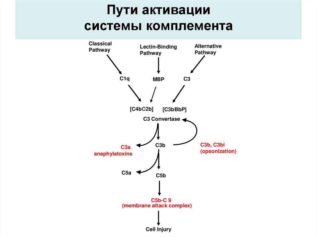 Схема комплемента