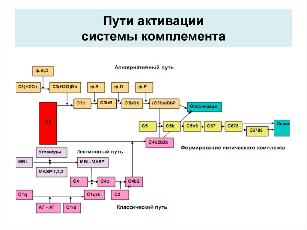 Схема активации комплемента. Схема альтернативного пути активации комплемента. Активаторы альтернативного пути активации комплемента. Активация системы комплемента по классическому пути. Механизмы активации системы комплемента.