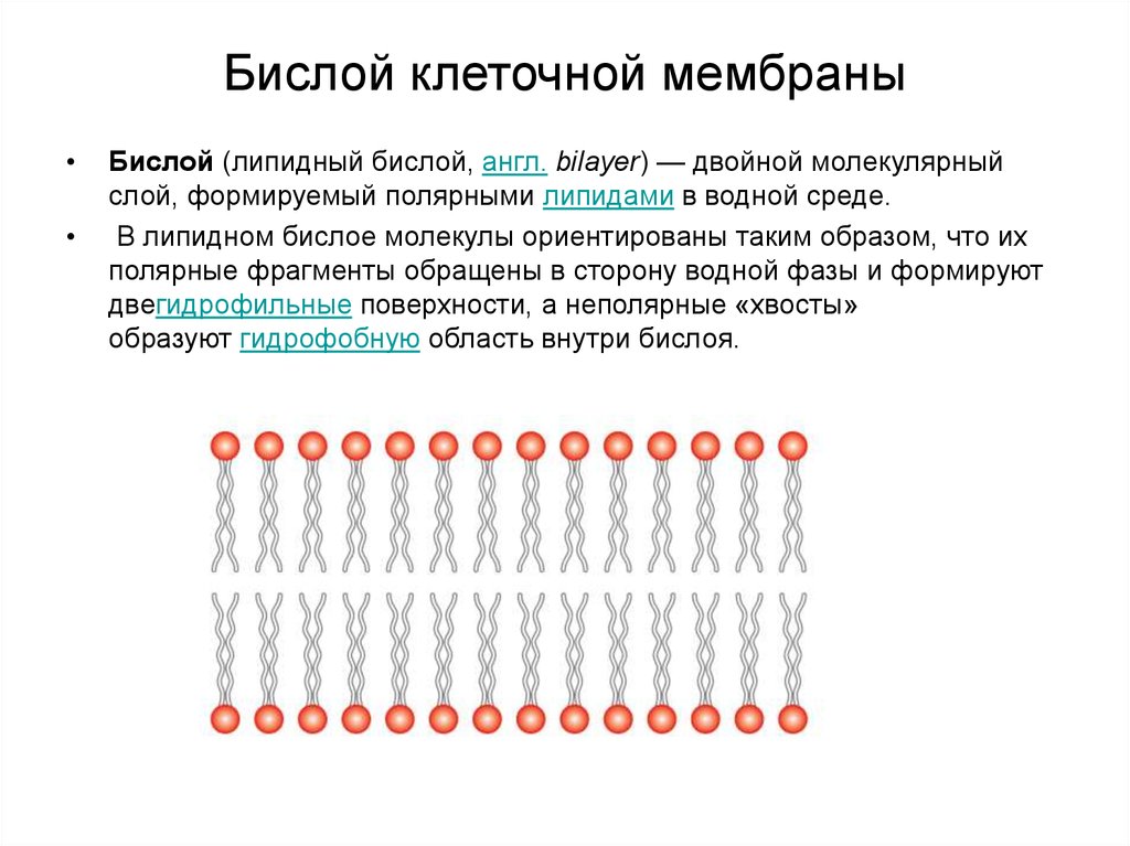 Соотнесите объекты с их обозначениями на рисунке фосфолипидный бислой