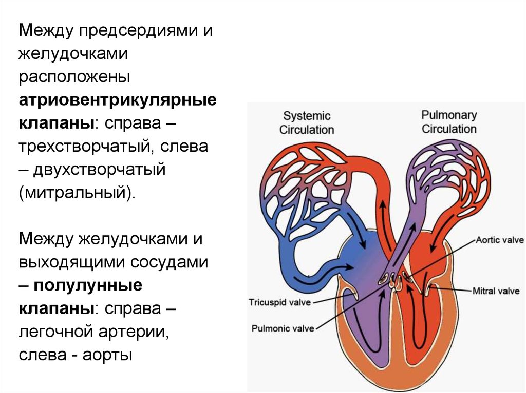 Между левым и правым желудочком. Клапаны которые находятся между желудочками и артериями сердца. Клапан располагающийся между желудочками и артериями. Строение сердца атриовентрикулярный клапан. Атриовентрикулярные и полулунные клапаны.