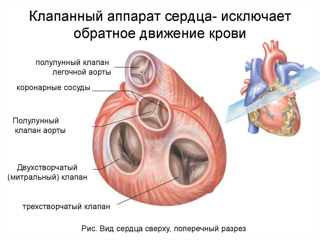 Створчатые клапаны сердца. Строение клапанного аппарата сердца. Трехстворчатый клапан сердца строение. Аортальный клапан сердца анатомия.