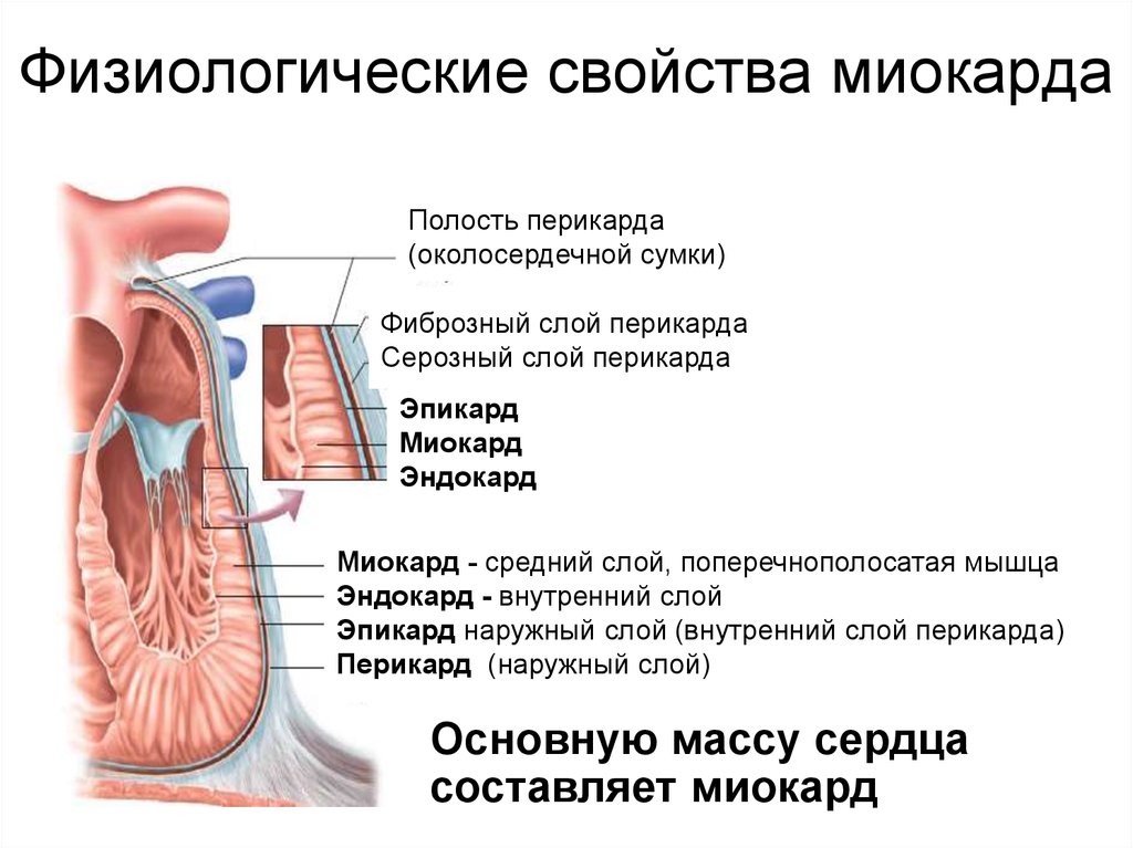 3 околосердечная сумка. Строение сердца перикард эндокард миокард эпикард. Анатомия эндокарда миокарда эпикарда перикарда. Строение сердца перикард миокард. Строение сердца 3 слоя.