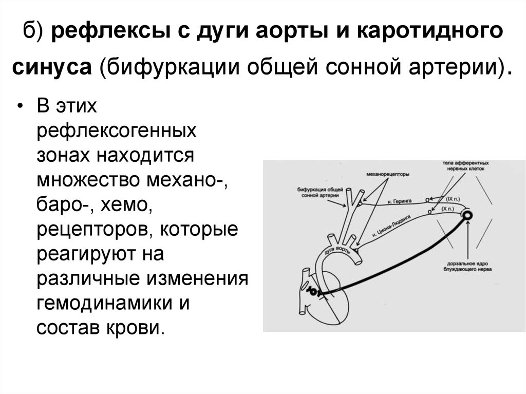 Барорецепторы дуги аорты