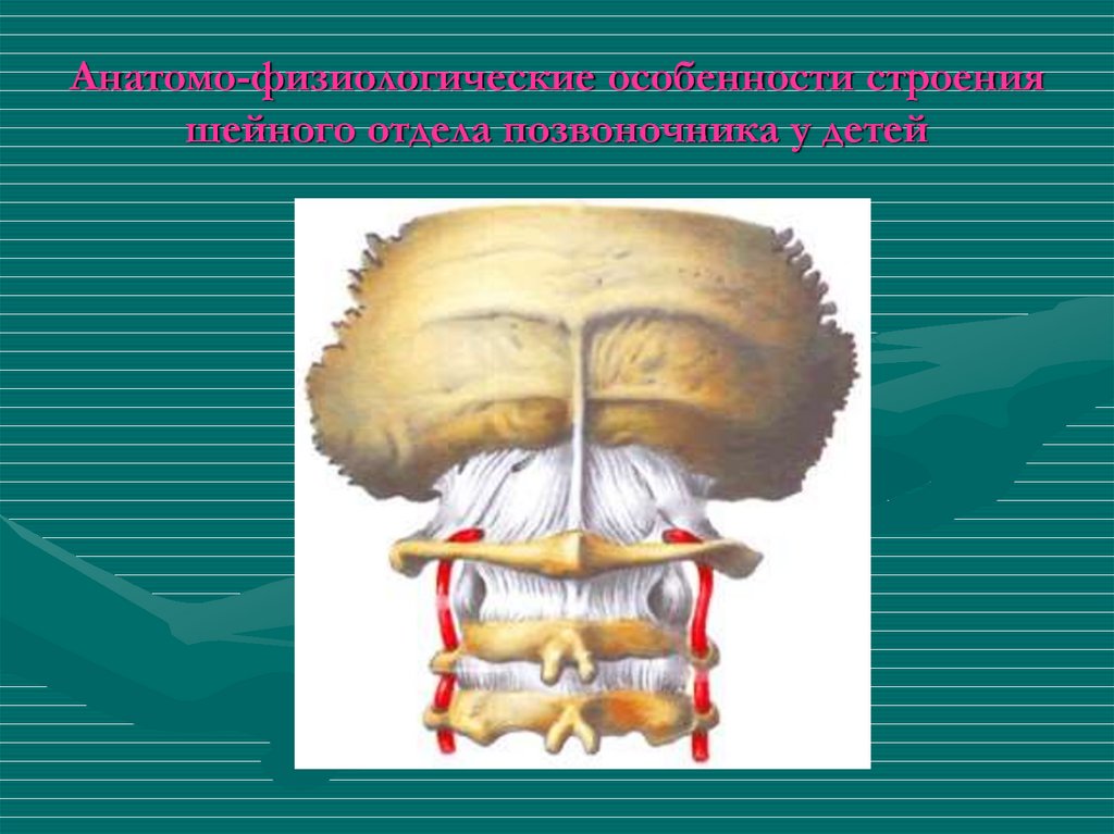 Анатомо-физиологические особенности строения шейного отдела позвоночника у детей