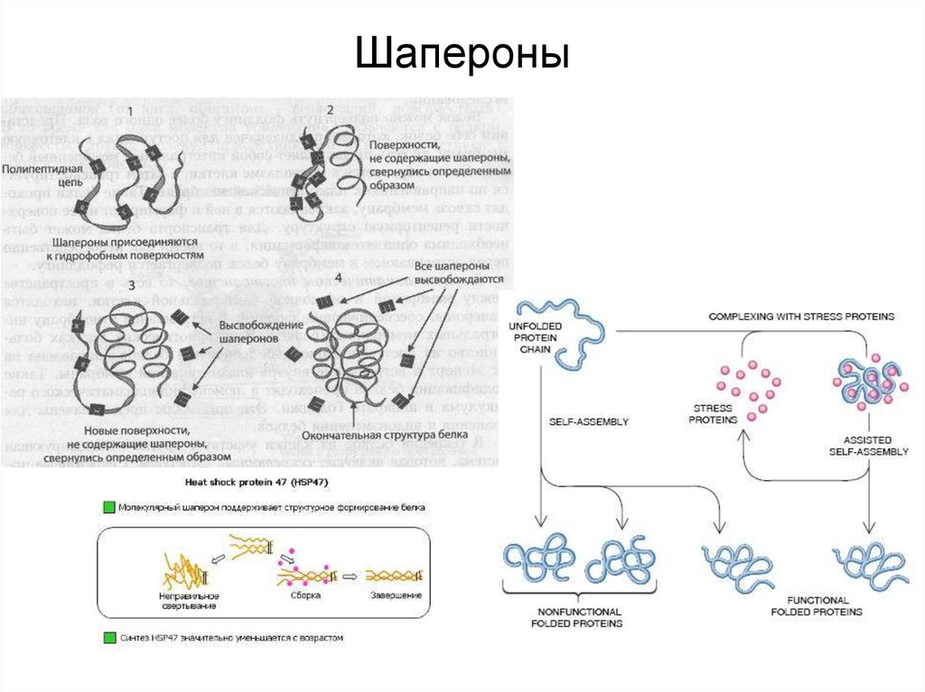 Синтез белков органелла. Шапероны биохимия. Функции белков шаперонов. Шапероны и их функции. Белки шапероны.