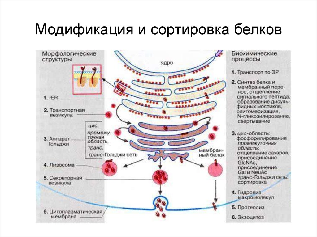 Эпс участвует в синтезе белка. Сортировка и модификация белков. Строение Единой мембранной системы. Система мембран клетки. Единой мембраной системой клетки что это.