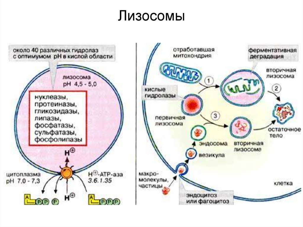 Образование лизосом рисунок