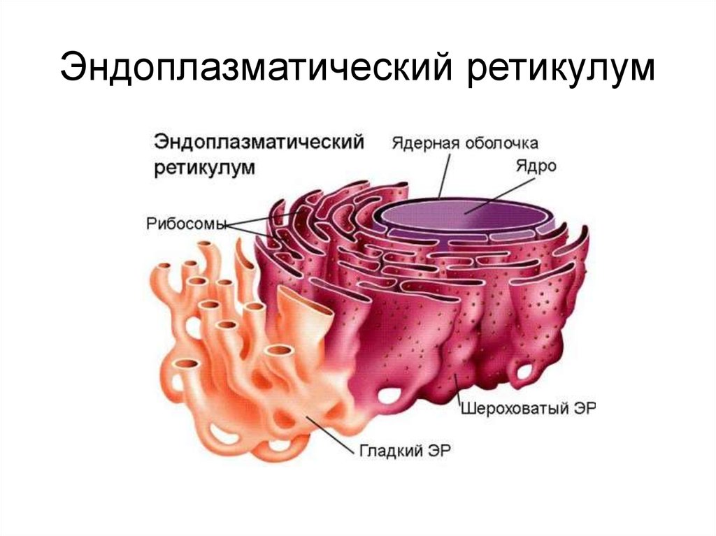 Пузырьков эпс. Эндоплазматическая сеть ретикулум функции. Эндоплазматическая сеть (ЭПС).