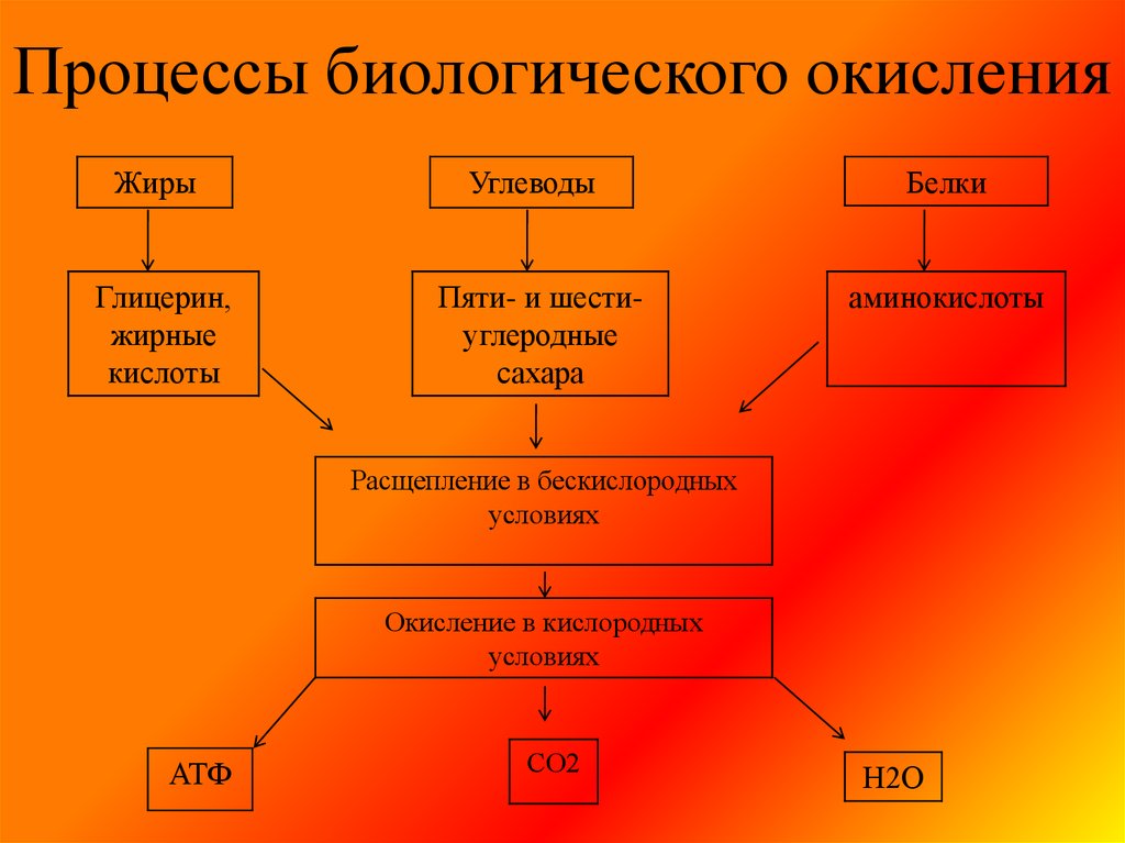 Молекулярные процессы расщепления