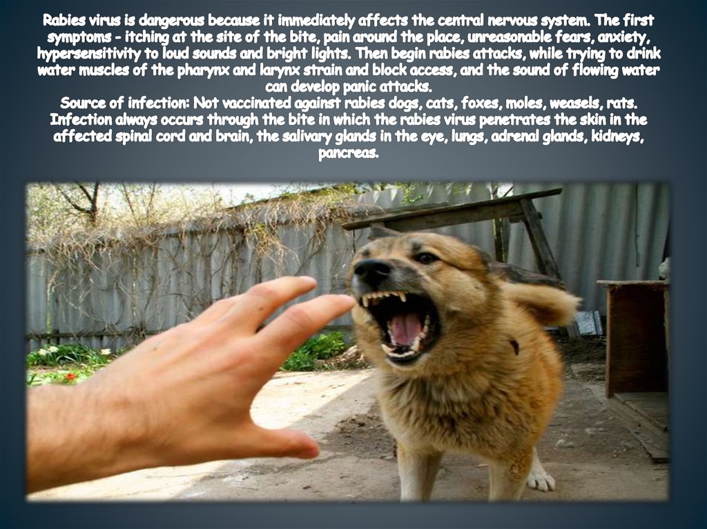 Rabies virus is dangerous because it immediately affects the central nervous system. The first symptoms - itching at the site