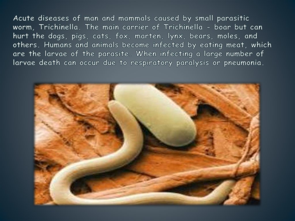 Acute diseases of man and mammals caused by small parasitic worm, Trichinella. The main carrier of Trichinella - boar but can