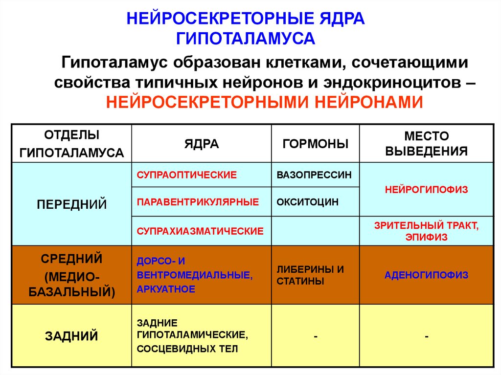 Стимуляция переднего и латерального гипоталамуса формирует. Основные ядра среднего отдела гипоталамуса таблица. Средняя группа ядер гипоталамуса функции. Функция ядер среднего отдела гипоталамуса. Основные ядра среднего отдела гипоталамуса.