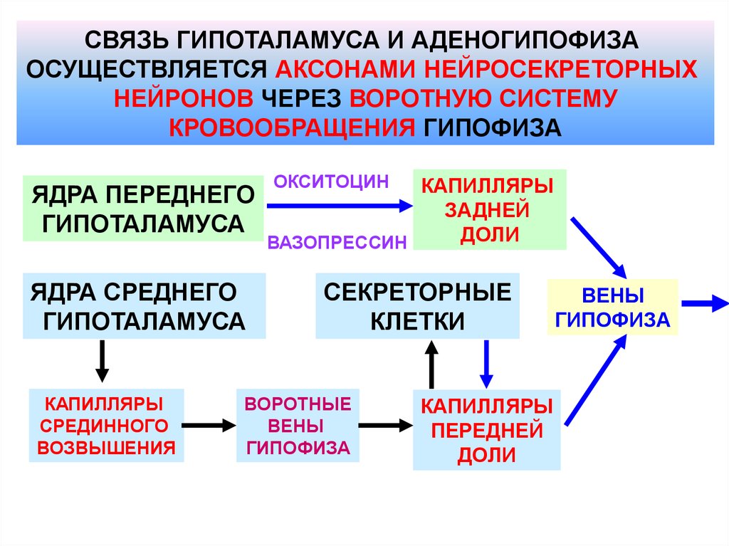 Пропедевтика эндокринной системы презентация