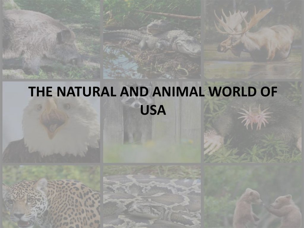 The natural and animal world of USA