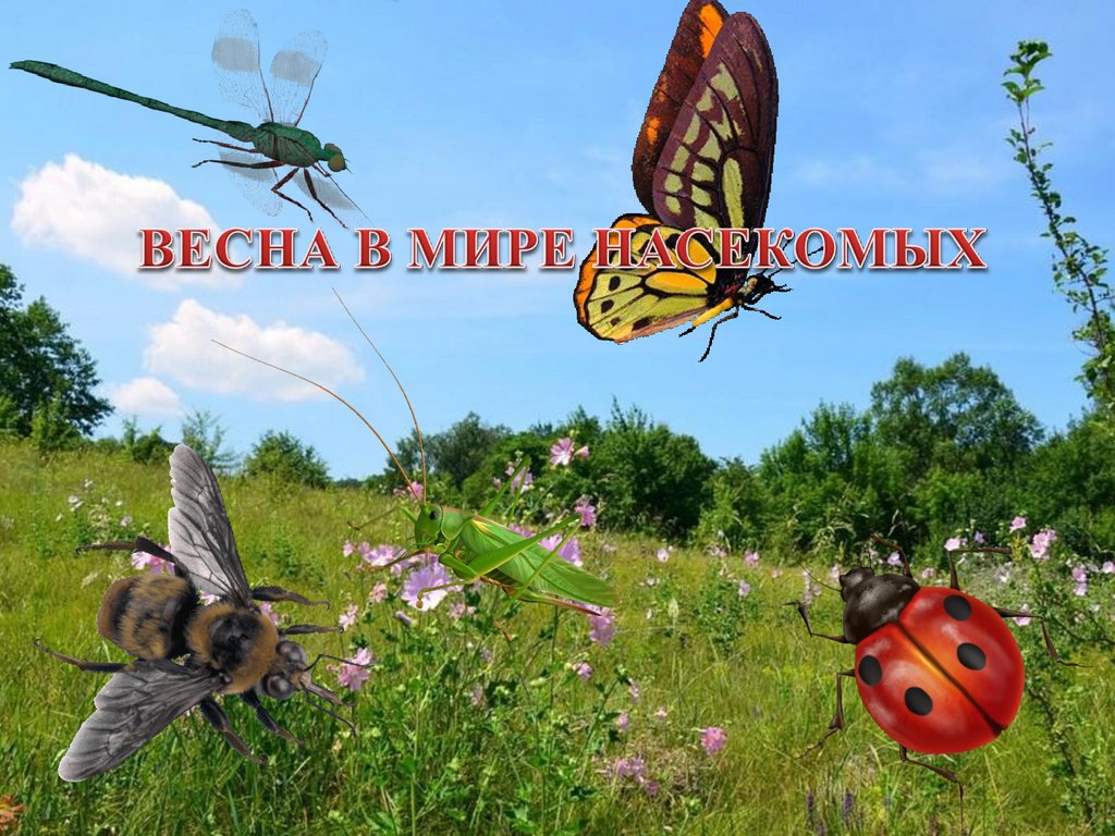 Жизнь насекомых весной. Мир насекомых весной. Насекомые окружающий мир.