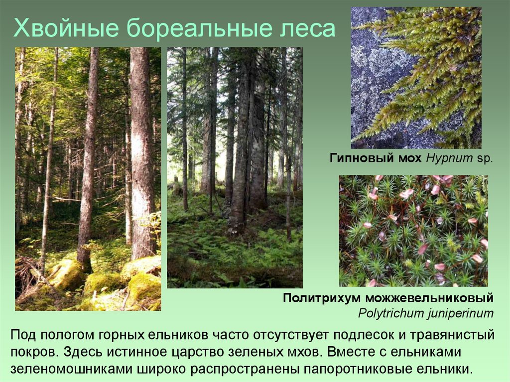 Особенности хвойного леса