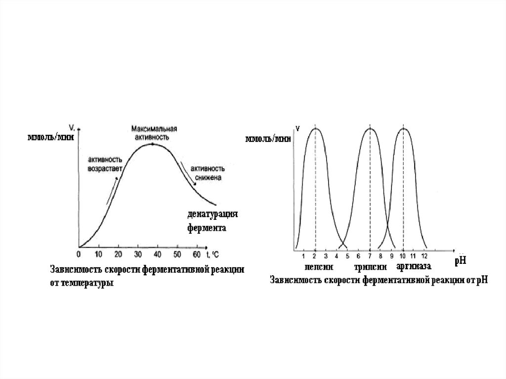 Графики активности ферментов. График зависимости активности ферментов от РН. Зависимость скорости ферментативной реакции от PH среды. Зависимость скорости ферментативной реакции от РН среды. Зависимость скорости ферментативной реакции от РН среды Оптимум.