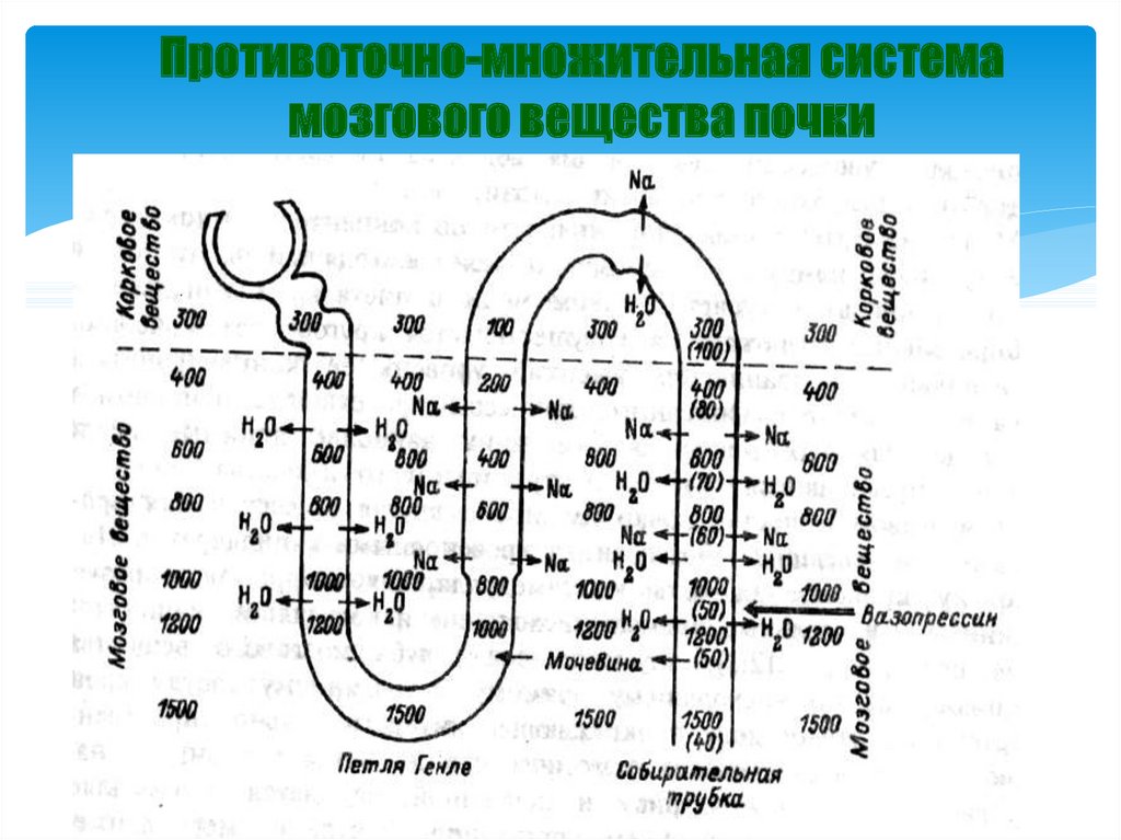 Схема поворотно противоточной множительной системы почек