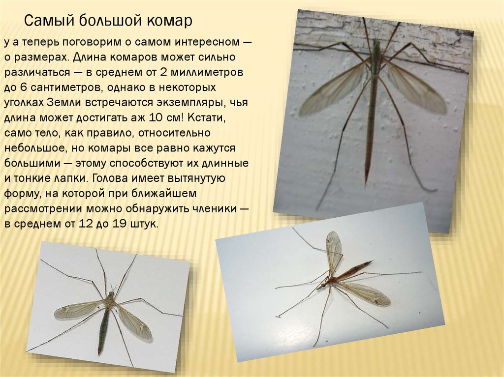 Комар малярийный комар членистоногие двукрылые. Двукрылые превращение. Двукрылые полное превращение комар. Превращение двукрылых насекомых. Комар с длинными лапками.