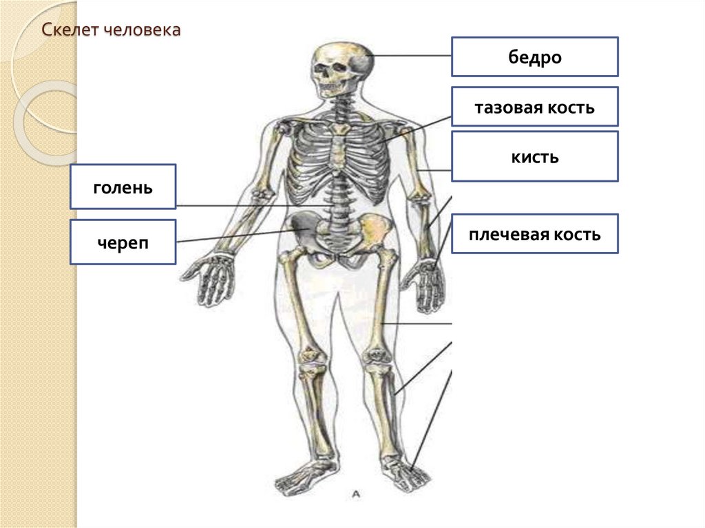 Бедренная отдел скелета. Скелет человека плечо и предплечье. Бедр на скелетео человека. Бедро человека на скелете человека. Бедренная кость на скелете.