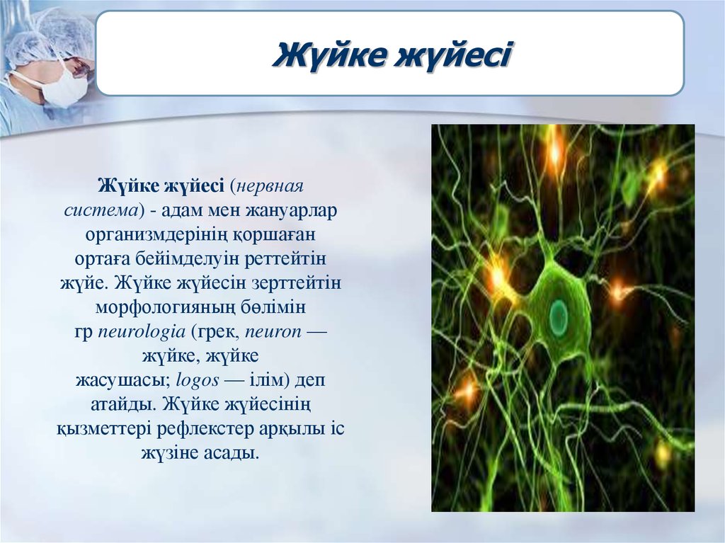 Орталық жүйке жүйесі презентация