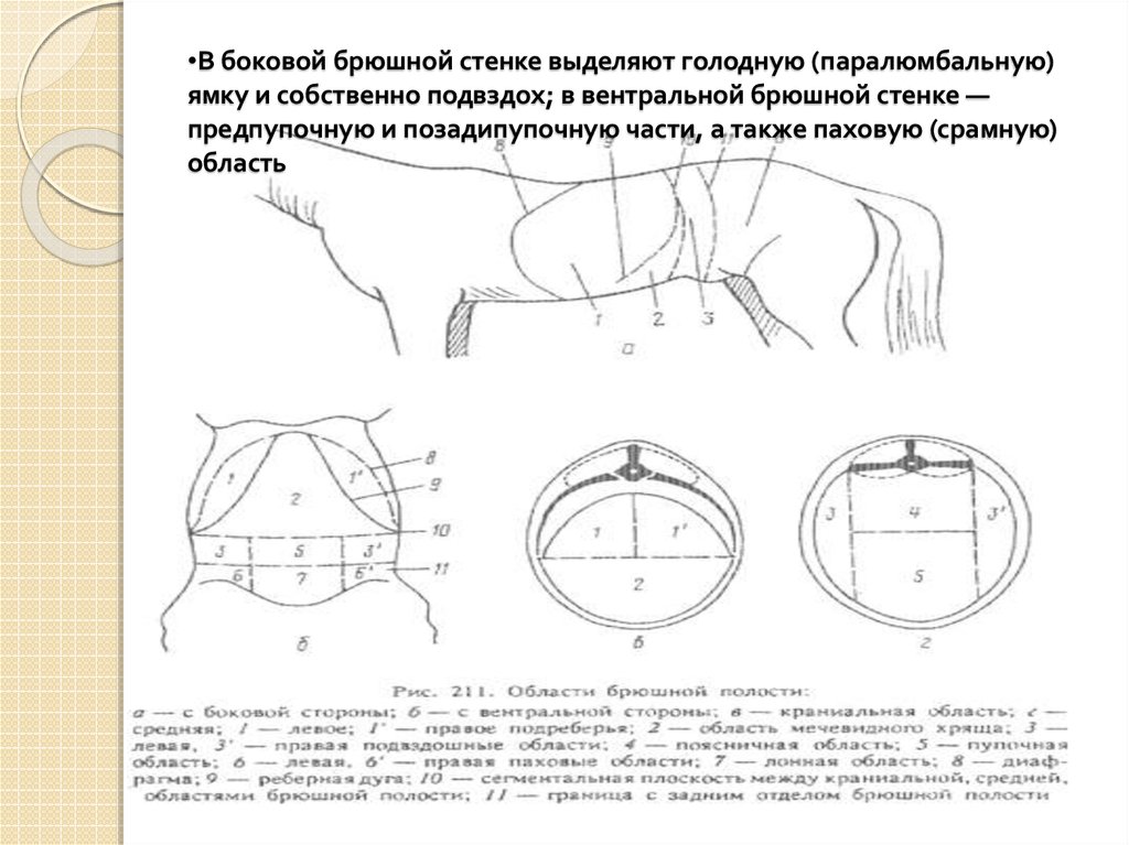 Зоны брюшной стенки