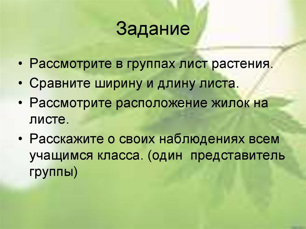 Презентация внешнее строение листа. Два аспектах рассматривается листика.