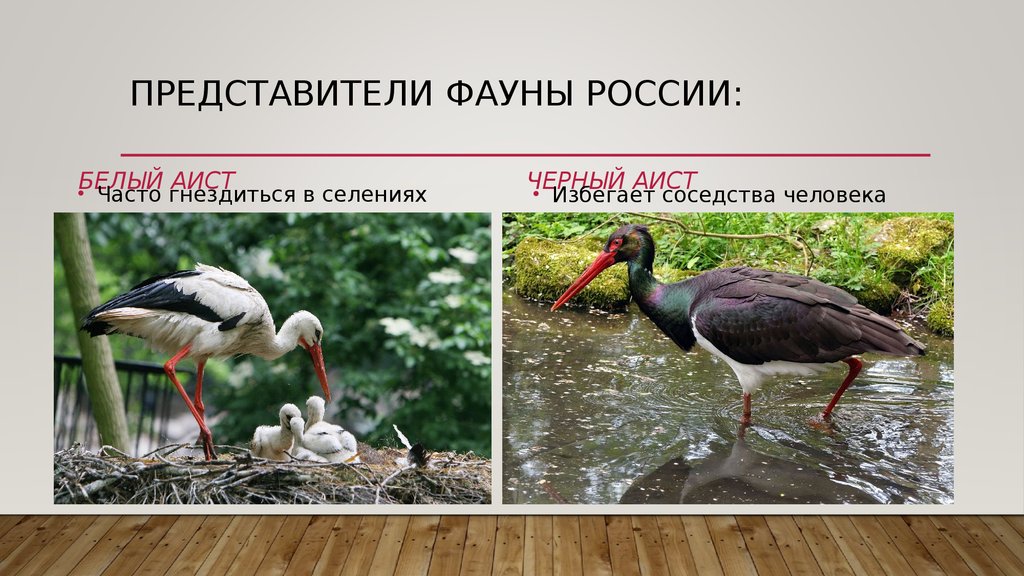 Представители фауны России: