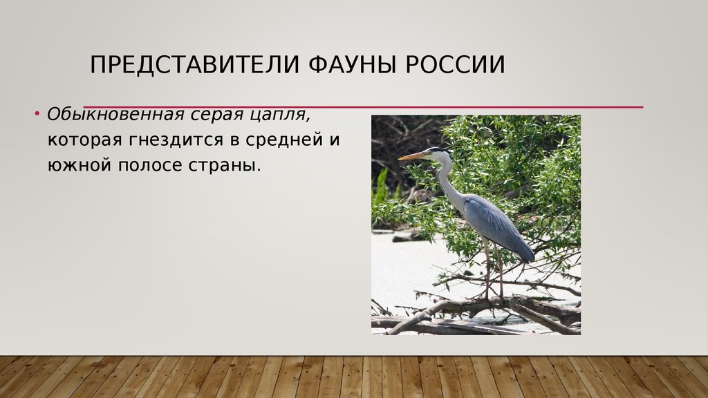 Представители фауны России