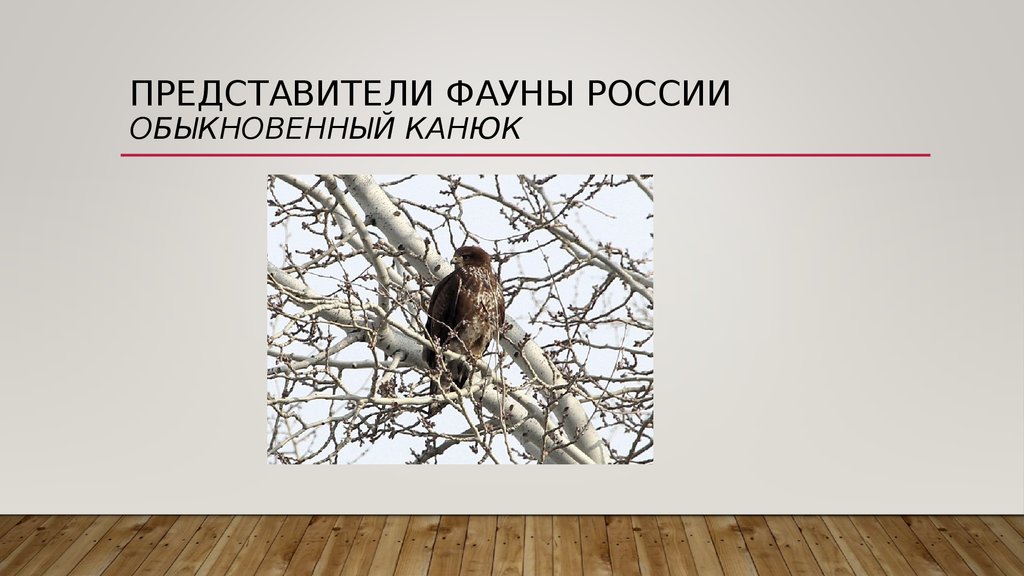 Представители фауны россии обыкновенный канюк