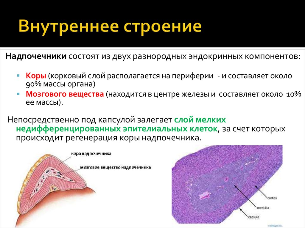 Схема строения надпочечника