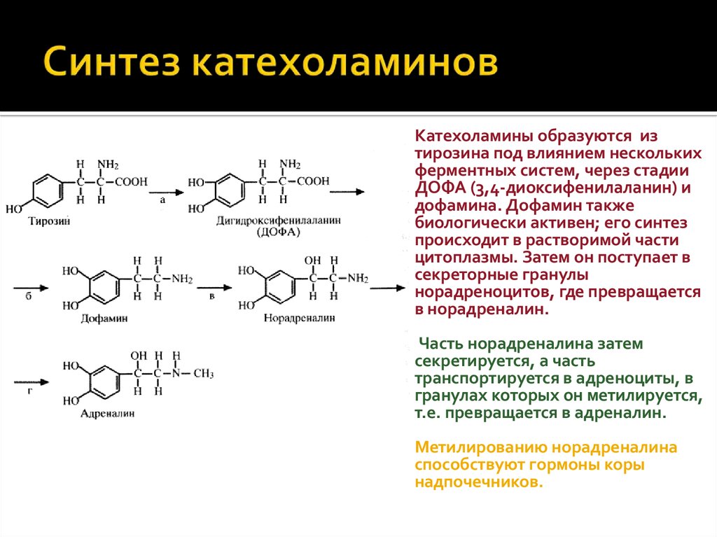 Фермент адреналина. Реакции синтеза катехоламинов. Синтез катехоламинов биохимия. Синтез адреналина из тирозина. Схема синтеза адреналина.