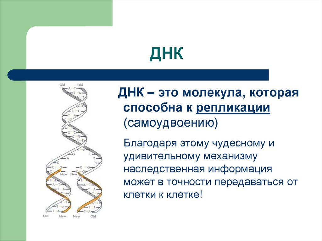 Значение молекул днк. Расшифровка структуры молекулы ДНК. ДНК это в биологии кратко. ДНК определение кратко. Молекулы ДНК И РНК биология.
