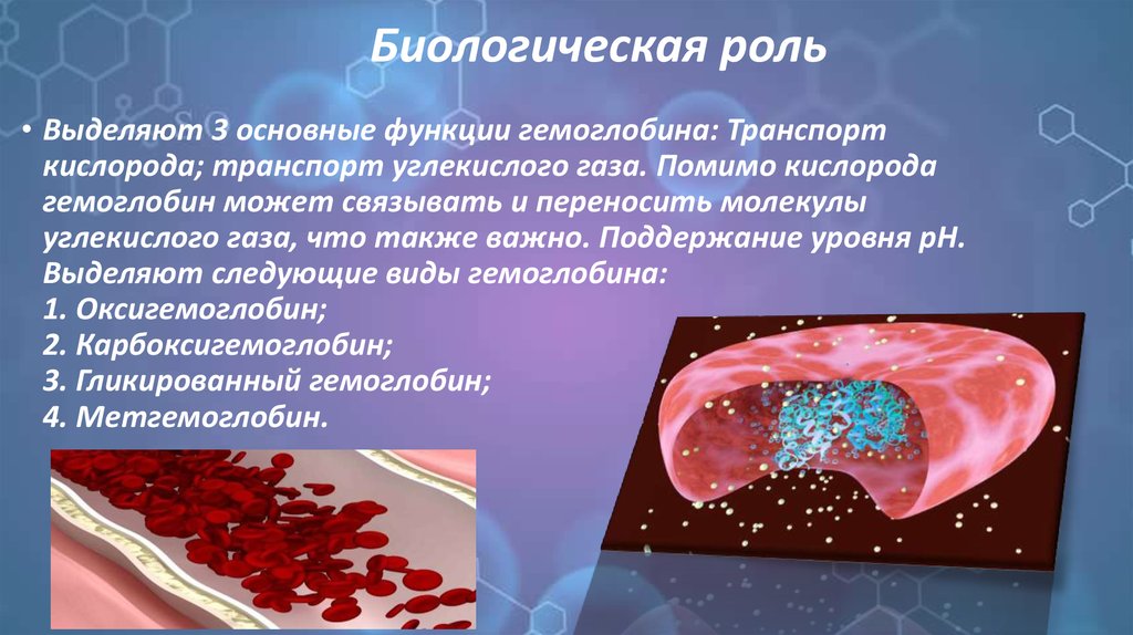 Гемоглобин строение виды. Физиологическая роль гемоглобина. Биологическая роль гемоглобина. Гемоглобин строение и функции. Структура и биологическая роль гемоглобина.