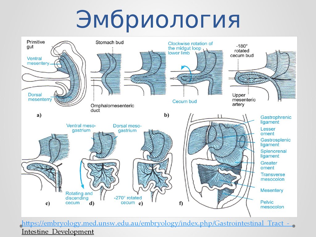 Эмбриология. Поворот кишечника в эмбриогенезе.