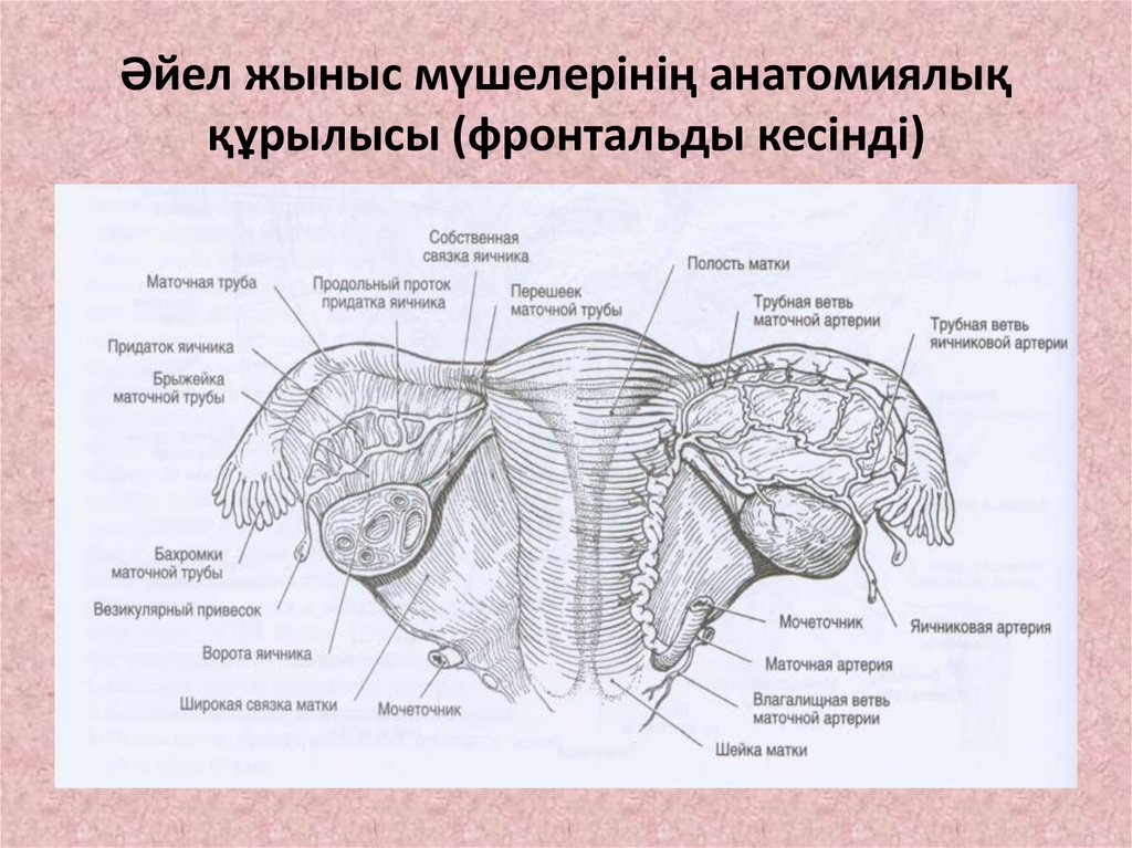 Яичник на латыни. Яичник строение анатомия поверхности. Связки маточной трубы и яичника. Строение маточной трубы. Медиальная и латеральная поверхность яичника.