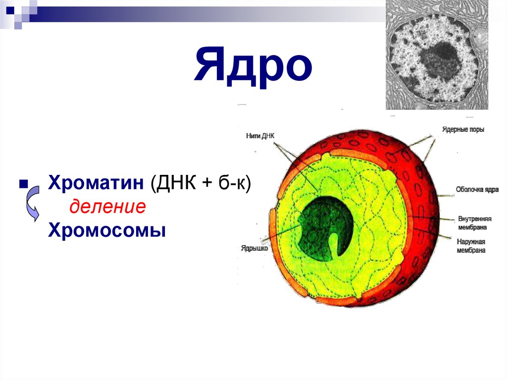 Схема ядра миндастри