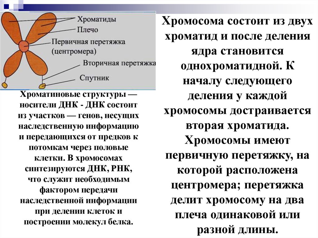 Хромосомы состоят из. Хромосома и хроматида. Хромосомы состоят из двух хроматид. Хроматида состоит из. Первичная и вторичная перетяжка хромосомы.