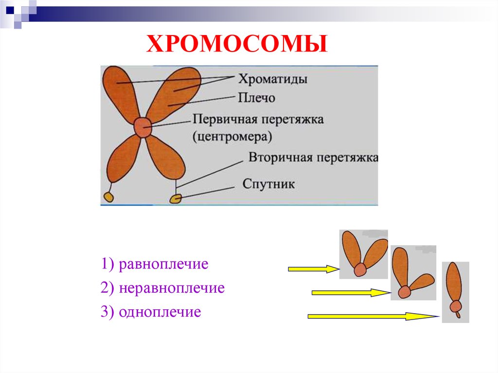 Какие типы хромосом. Хромосомы равноплечие неравноплечие. Первичная и вторичная перетяжка хромосомы. Функция вторичной перетяжки хромосомы. Хромосома и хроматида.