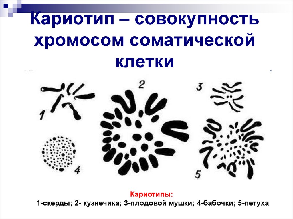 Число хромосом дрозофилы. Кариотип дрозофилы картинка. Кариотип клетки дрозофилы. Идиограмма кариотипа дрозофилы. Кариотип ржи.