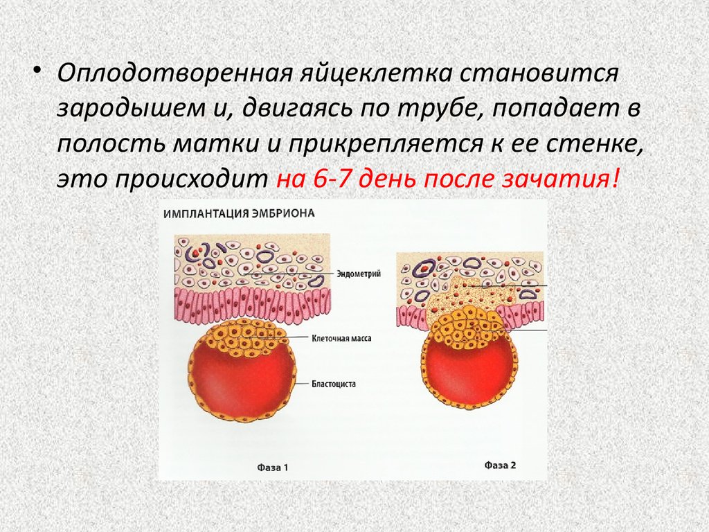 Что прикрепляется к матке. Оплодотворение имплантация. Имплантация после оплодотворения. Яйцеклетка. Имплантации плодного яйца в маточную стенку.