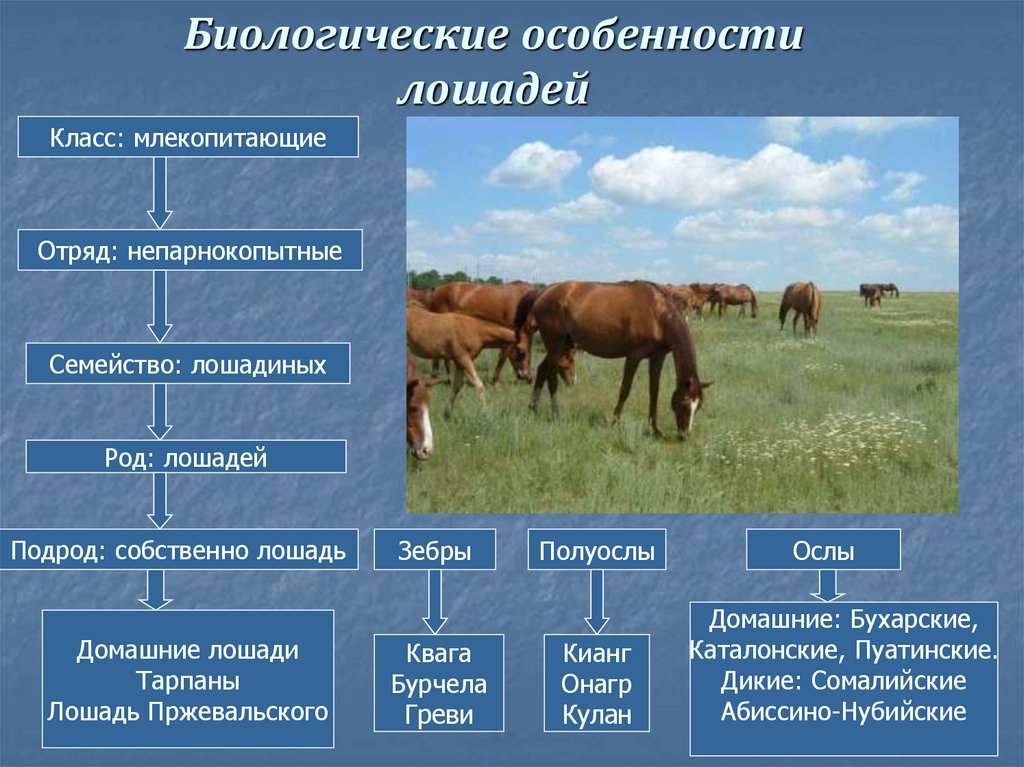 Презентация домашние лошади