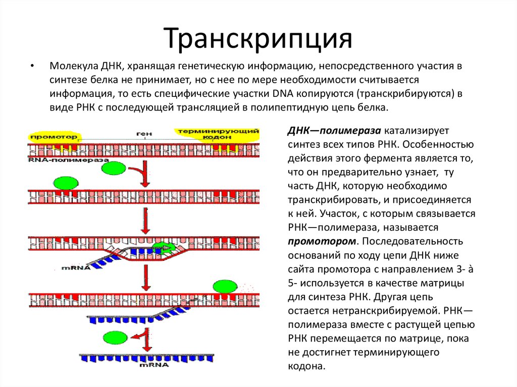 На матрице рнк происходит. Транскрипция РНК последовательность. Транскрипция ДНК В МРНК. Инициация транскрипции у эукариот схема.